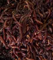 download big red worms for sale
