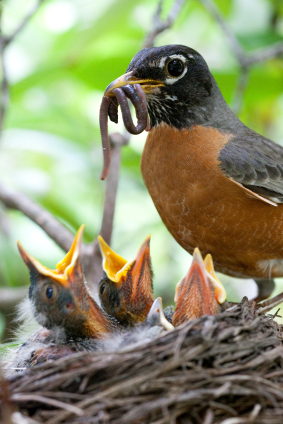 live mealworms