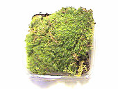 Live Frog Moss