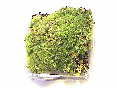 Worm Man's Worm and Crickets Farm. Live Frog Moss