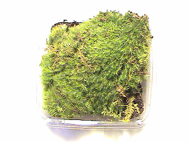 Live Frog Moss