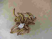 Express Giant Mealworms