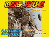 Live Lobster Roaches