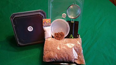 Mealworm Breeding Kit