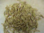 100 Mealworms