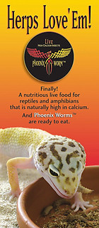 Phoenix Worms