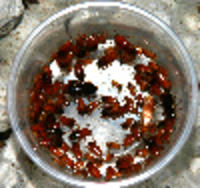 Blatta Lateralis: Fast Breeding Feeder Roach