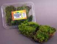 Frog Moss