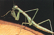 Praying Mantis