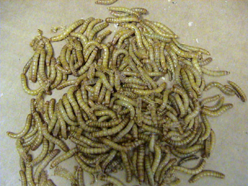 Mealworms