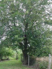 Baby Mulberry Trees