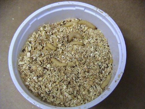 Live Waxworms FREE SHIPPING