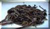 European worms, for Bait, Composting and Soil Improvement